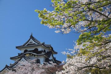 若葉と桜と彦根城