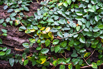 Thick green leaves of climbing fig growing on brown tree trunk with rough surface. Green leaves background.
