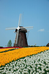 風車とチューリップ畑
