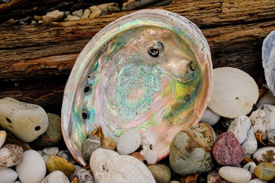 Colorful abalone shell sitting up next to a log and other shells