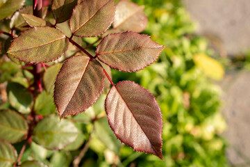 Rose leaves in the natural environment. Close up. Selective focus.