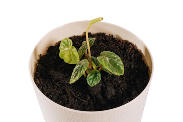 Young houseplant Peperomia caperata Lillian in white pot on the white background