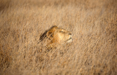 A male lion (Panthera leo) in the grasslands. Kenya.	