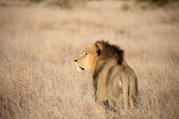 A male lion (Panthera leo) in the grasslands. Kenya.	