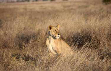 A Lion (Panthera leo) early morning in the grasslands. Kenya.	