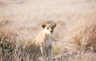 A Lion (Panthera leo) early morning in the grasslands. Kenya.	