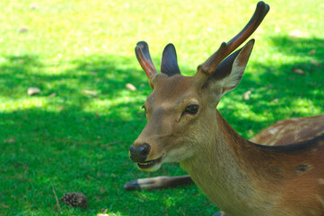奈良公園の鹿