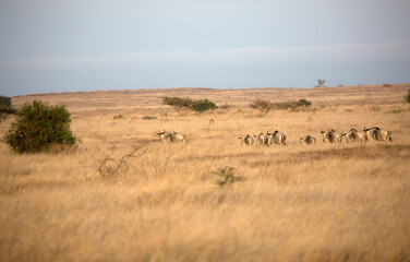 Fototapeta na wymiar Lions (Panthera leo) hunting in the grasslands of Kenya looking at oncoming Wildebeest. 