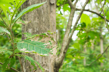 Teak tree in the forest with blurred background