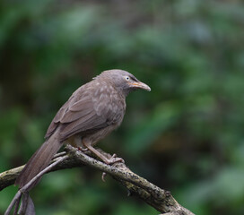 The jungle babbler is a member of the family Leiothrichidae found in the Indian subcontinent. They are gregarious birds that forage in small groups of six to ten birds .