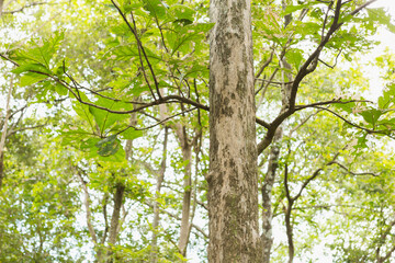 Fototapeta premium Teak tree in the forest 