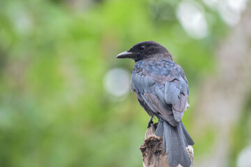 Black Drongo Bird 