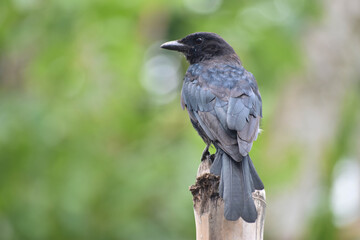 blackbird on a branch