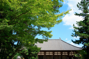 カエデと唐招提寺金堂