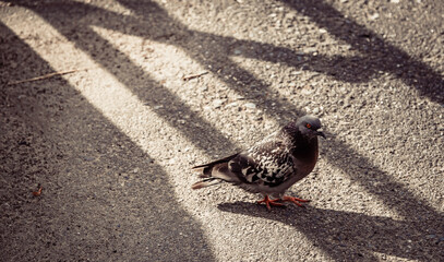 pigeons on the street
