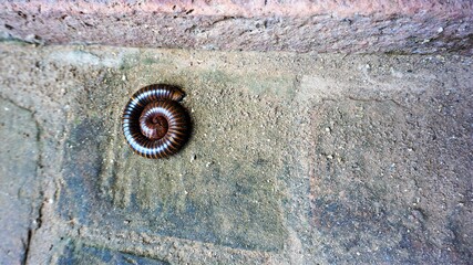 The millipede curled up to protect himself because he thought it was dangerous. 