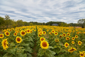 Giant sunflower field with many mature flowers from a high angle as far as the eye can see in MN