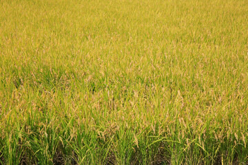 収穫間近の田園