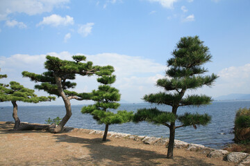 松と琵琶湖