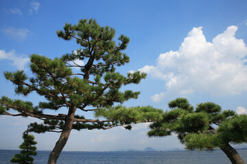松と琵琶湖