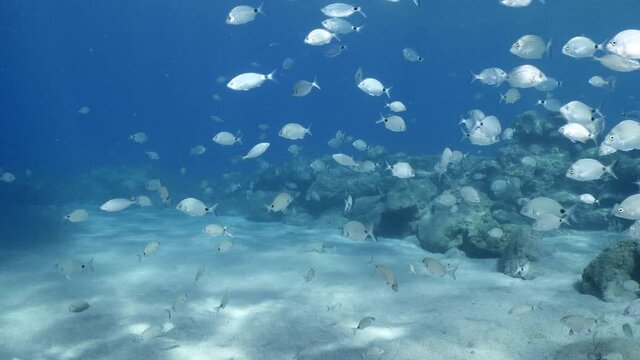 underwater scenery blue water damsel fish school ocean scenery mediterranean