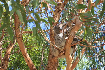 A koala on tree