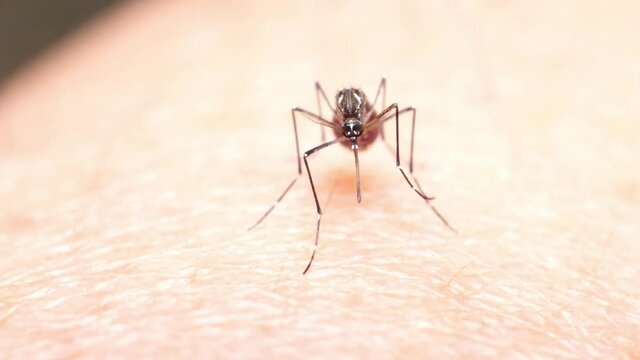Closeup scene on female mosquito clean needle after finished suck human blood, macro shot of parasite and germ carrier bug bite on mammal host skin, dengue fever virus cycle transfer by insect