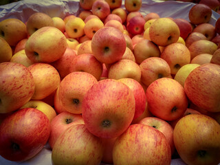 Naklejka na ściany i meble Autumn apples in the market for sell, close shot