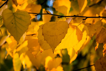 Bright colorful leaves on bushes and trees in the autumn.