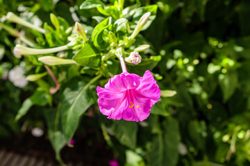 Obraz premium mirabilis jalapa flower in a garden in Madrid
