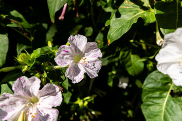 mirabilis jalapa flower in a garden in Madrid
