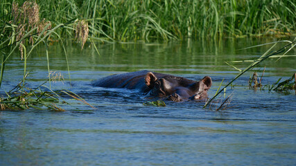 Fototapeta na wymiar Single hippo (hippopotamus, hippopotamus amphibius) in the water observing the surroundings in Okavango river with grass in background in Bwabwata National Park, Namibia, Africa.