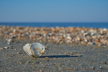 Fototapeta na wymiar Image of a seashell lying on the beach.