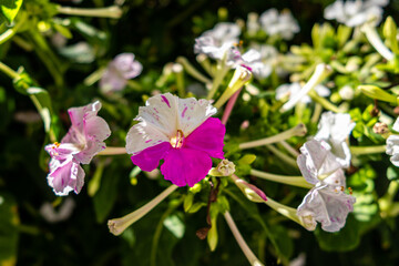 mirabilis jalapa flower in a garden in Madrid