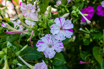 mirabilis jalapa flower in a garden in Madrid