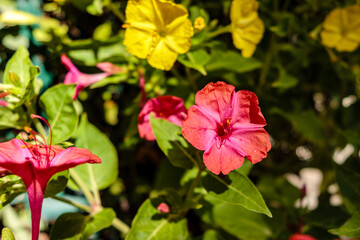 mirabilis jalapa flower in a garden in Madrid