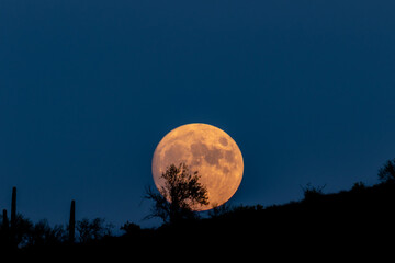 Fototapeta premium Full moon (Harvest moon) rising in Arizona's Sonoran desert. Clear, deep blue sky in the background. Silhouette of desert brush in foreground. 