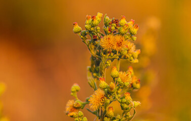 Roślina polna wydaje się nam pokazywać, że należy ona również do tych pięknych kwiatów, które wszyscy podziwiamy.