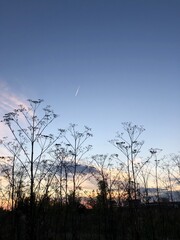 sunset in the forest