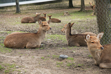 休む鹿