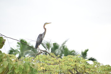 great blue heron