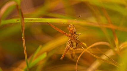 Konik polny przyłapany na łące chowający się pośród trawy. © Piotr