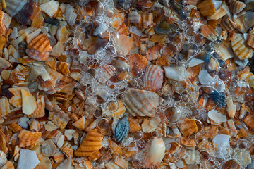 Seaside. Shell rock. Background.