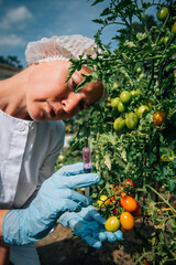 Injection for quick ripening tomato. Female biologist in blue gloves holds a syringe, close up....