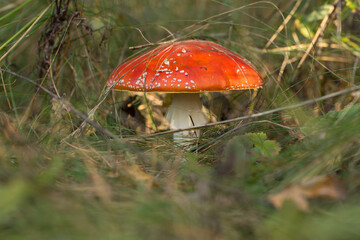 Harvesting forest mushrooms from ecologically clean places