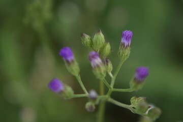 the beautiful flower  macro photos