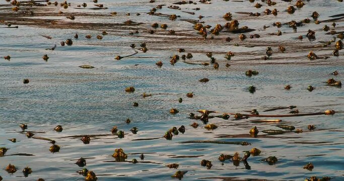 Floating bull whip kelp off the coast in California 