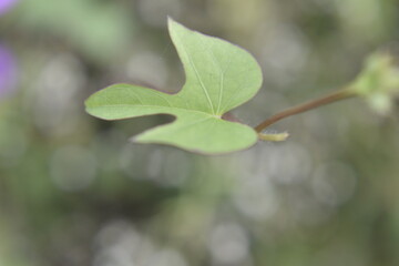 green leaves in the rain
