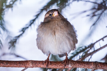Sparrow sits on a branch without leaves.
