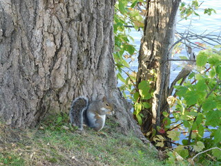 Un écureuil mignon cherche de la nourriture dans la faune
A cute squirrel looking for food in the...
